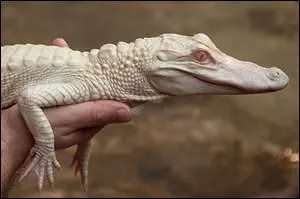 La probabilité de voir des alligators albinos en France est plutôt rare ! Votre seule chance est de vous rendre à...