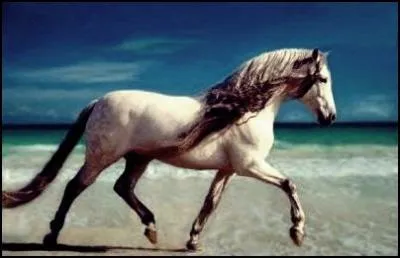 Le trot est une allure...