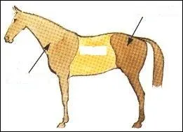 Quelles sont les diffrentes parties du cheval ?