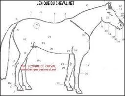 Quelle est la partie numero 22 du cheval ?