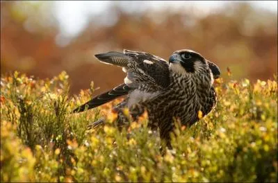 Ce rapace prdateur tournoya autour de  Twin Towers   prsent disparues !