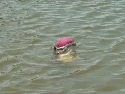 Bien sr qu'un poisson-chat peut jouer au football, la preuve, mme sur les rives du fleuve Oyapock, au ...