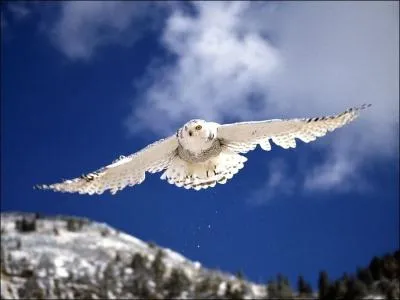Europens, nous l'appelons chouette, amricains, ils le nomment hibou, le harfang des neiges est l'emblme aviaire ...
