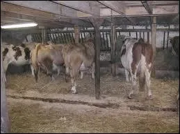 O dorment les vaches en hiver ?