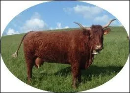 Quelle est la couleur de la robe de la vache salers ?