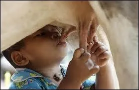 A quelle temprature le lait sort-il du pis de la vache ?