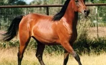 Quiz Galop 1