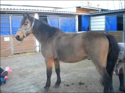 Quel est le nom de la robe suivante ?