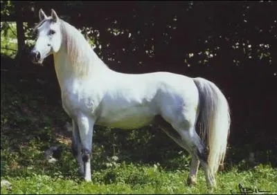 Quel est le nom de la robe suivante ?