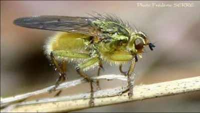C'est grce  cette mouche que vous pouvez trouver des girolles, elle ne se pose qu'aux endroits o elles vont pousser !