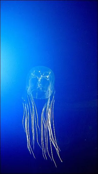 Le venin de la cubomduse d'Australie, ou gupe de mer, peut tuer un tre humain en moins de cinq minutes !