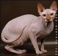 De quelle race ce chat est-il ?