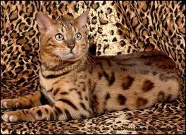 Et pour finir, quelle est la race de ce chat ?