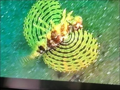 C'est un animal magnifique, mais attention, a pique !