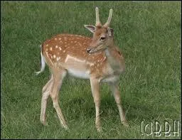 Voici un daguet, jeune cervid qui porte ses premiers bois :