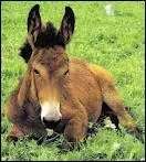 De quels animaux le mulet est-il l'hybride ?