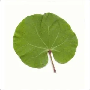 A qui appartient cette feuille ?