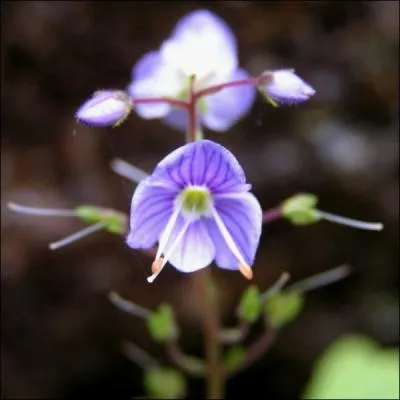 A quelle famille appartient le genre Veronica ?