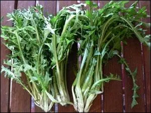 Quel est l'autre nom du pissenlit ?