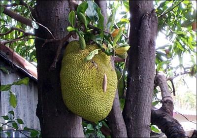 Quel est ce fruit originaire d'Inde et du Bengladesh qui peut peser jusqu' 25 kg ?