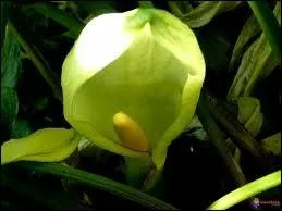 Quelle fleur suis-je ?