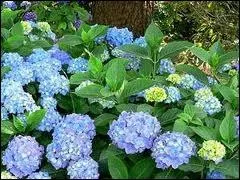 Quelle fleur suis-je ?