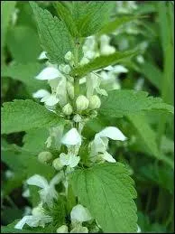 Quelle fleur suis-je ?