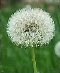 Quelle fleur suis-je ?