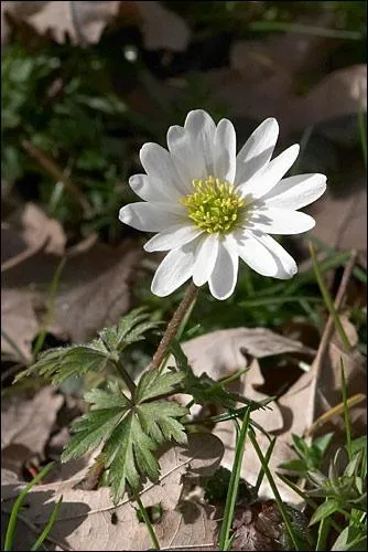 Quelle est cette fleur de la famille des renonculaces ?