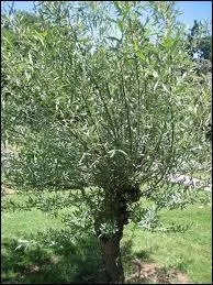 Quel mdicament est driv du saule blanc ?