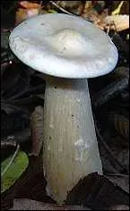 Quel ce champignon comestible ?