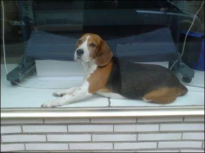 Comment tait  Le chien dans la vitrine  chant par Line Renaud ?