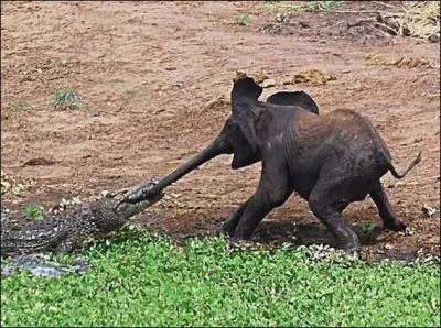 Dans la comptine, o sont partis les  crocrocros, les crocrocros, les crocodiles... pour faire la guerre aux lphants  ?