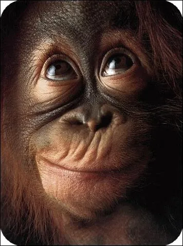 Qui, actuellement, interprte  Je descends du singe  et dis :  Je descends dans la rue parmi les gens perdus. Je vais sur la jete parler au vent sal  ?