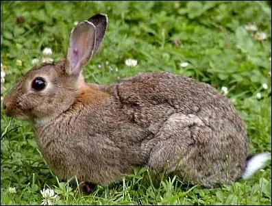 Qu'avait donc fait d'extraordinaire le lapin chant par Chantal Goya ?