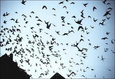 De quel animal est-il question dans la chanson enfantine qui dit :  Elle nous a vol trois p'tits sacs de bl... nous la rattrap'rons et nous lui donnerons trois p'tits coups d'bton  ?