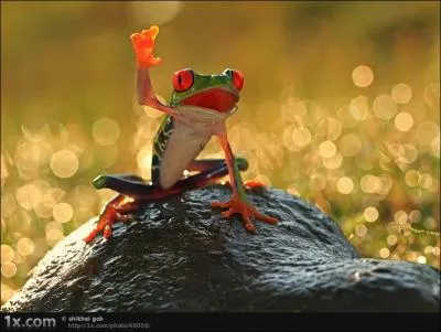 Que signifie l'expression : Manger la grenouille ?