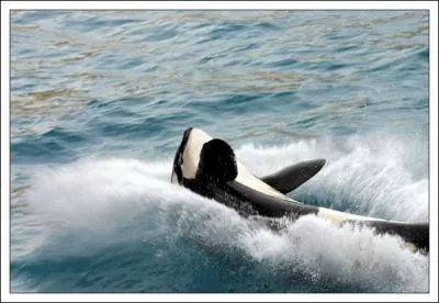 Combien de mtres peut mesurer une orque adulte ? (environ)