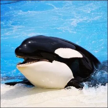 Comment s'appelle la nageoire de derrire ?