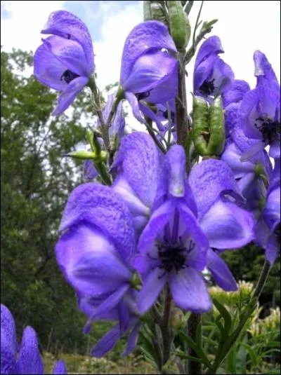 Les baies de l'aconit napel sont mortelles  forte dose...