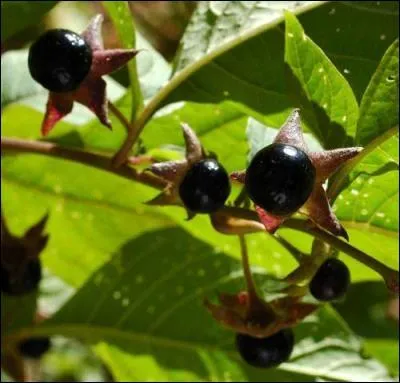 Deux ou trois baies de la belladone peuvent tuer un enfant...