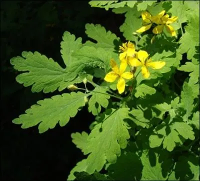 La fleur de chlidoine peut tre irritante...