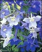 La partie la plus toxique de la dauphinelle est la fleur...