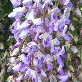 La glycine peut provoquer des douleurs abdominales, dilatation des pupilles et somnolence...