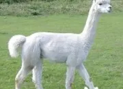 Quiz Animaux