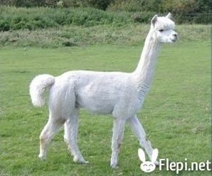 Quiz Animaux bizarres