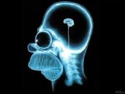 Quel est le problème anatomique du cerveau d'Homer ?
