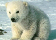 Quiz L'ours polaire