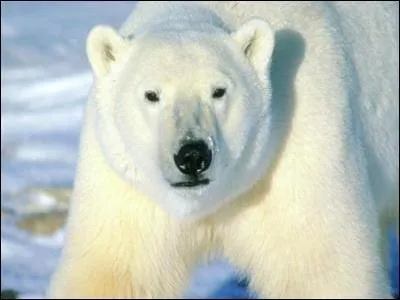 Comment dit-on  Ours Polaire  en latin ?