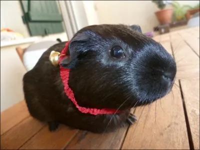 Quel est le principal caractre d'un cochon d'Inde en gnral ?